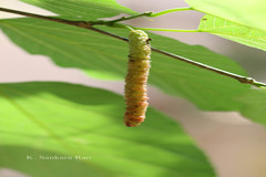 Morus alba